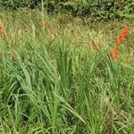 Gladiolus dalenii Habitus
