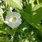 Calystegia sepium Квітка