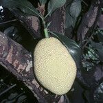 Artocarpus integer Fruit