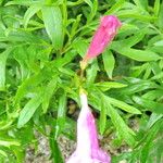 Incarvillea olgae