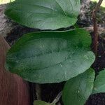 Echinacea purpurea Leaf