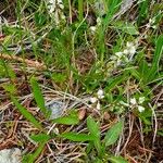 Polygala amarella Habitus