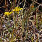 Pyrrocoma uniflora Hábito