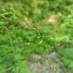 Lactuca muralis Flower