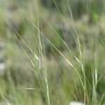 Stipa juncea autre