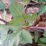 Bidens pilosa Leaf