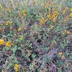 Rhynchosia minima Habit