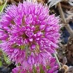 Allium angulosum Цветок