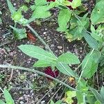 Knautia macedonica Leaf