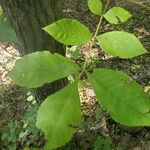 Fraxinus americanaFolha