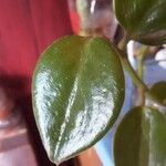 Peperomia scandens Leaf