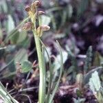 Chamorchis alpina Habitus