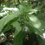 Solanum nudum Leaf