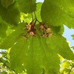 Acer circinatum পাতা