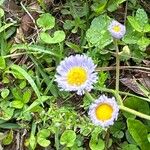 Erigeron quercifolius Flower