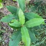 Castanea dentata Leaf