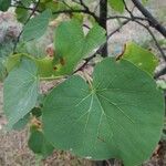 Cercis occidentalisLeaf