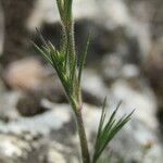 Minuartia glomerata Hoja