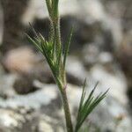 Minuartia glomerata Leaf