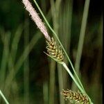 Carex binervis Frukt