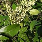 Pieris floribunda പുഷ്പം