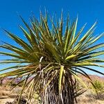 Yucca schidigera Frunză