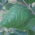 Peumus boldus Hoja