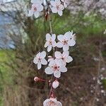 Prunus cerasiferaBlüte