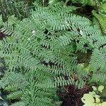 Dryopteris dilatata Hostoa