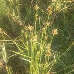 Juncus tenuis Blüte