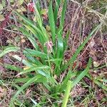 Iris foetidissima Habitus