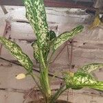 Aglaonema costatum Blatt