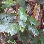 Hibiscus schizopetalus Leaf