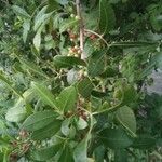 Schinus terebinthifolia Vrucht