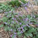 Limonium narbonenseFlor