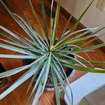Dracaena bicolor Leaf