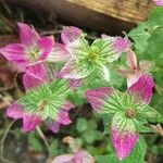 Salvia viridis Blad