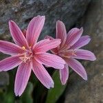 Lewisia longipetala ᱵᱟᱦᱟ