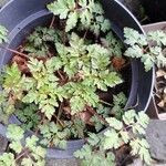 Geranium robertianum Folha