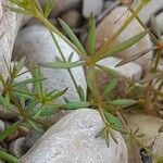 Galium setaceum Feuille