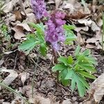 Corydalis cava Hábitos