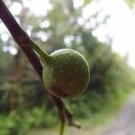 Ficus lateriflora Fruct