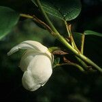Magnolia globosa Flower