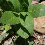 Asclepias variegata Хабит