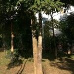 Acacia mangium Агульны выгляд