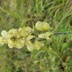 Aconitum anthora Λουλούδι