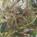 Tillandsia recurvata पत्ता