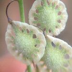 Thysanocarpus curvipes Fruit