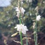 Asphodelus fistulosus 花