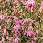 Erica bauera Lorea